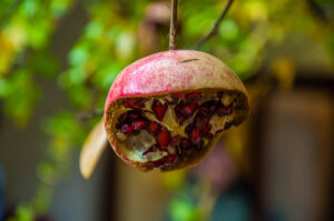 A disintegrating pomegranate in the cloister of the Museum of Santa Caterina - Treviso, Italy - rossiwrites.com