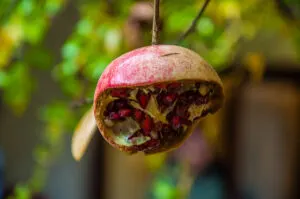 A disintegrating pomegranate in the cloister of the Museum of Santa Caterina - Treviso, Italy - rossiwrites.com