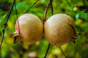 A pair of pomegranates in the cloister of the Museum of Santa Caterina - Treviso, Italy - rossiwrites.com
