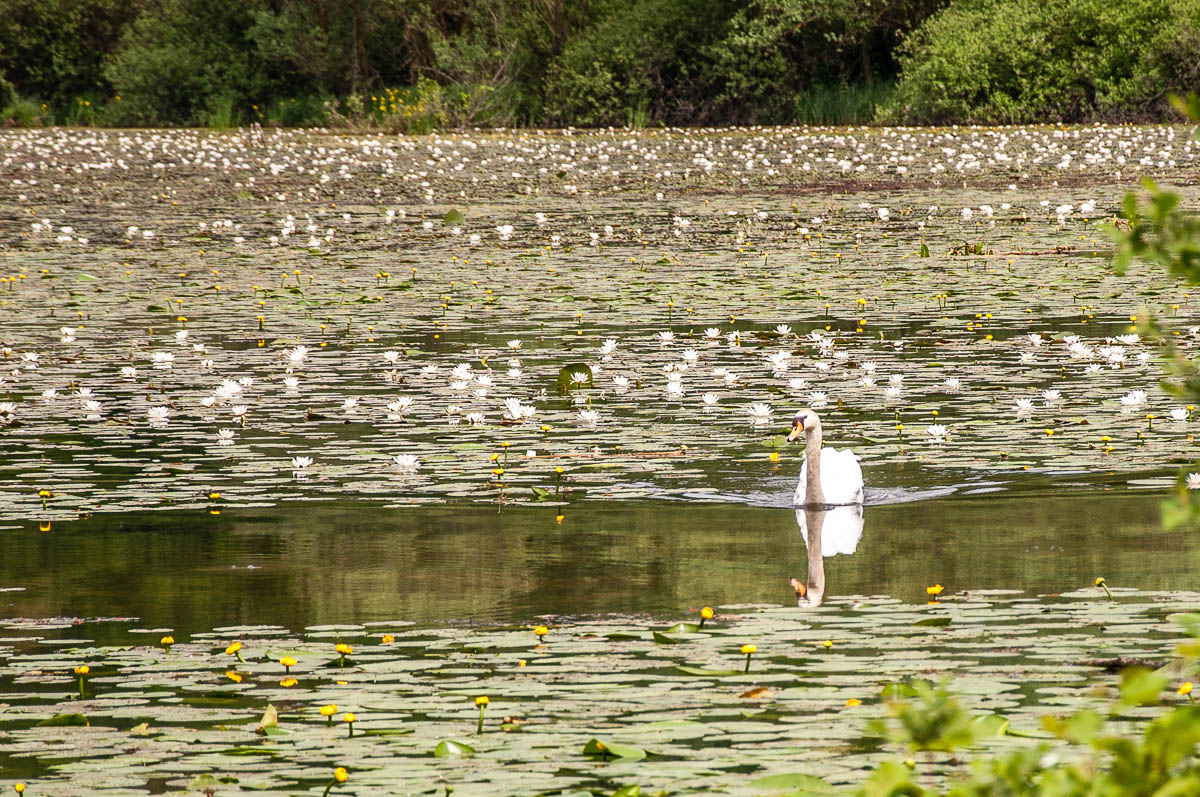 Лебед сред нацъфтели водни лилии - Езерото Фимон - Венето, Италия - rossiwrites.com