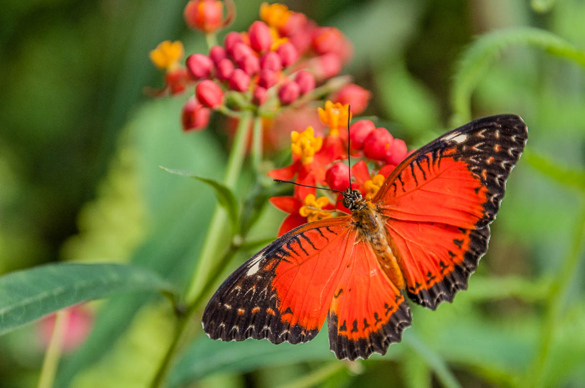 Оранжева пеперуда в Оази Роси до Санторсо - Венето, Италия - rossiwrites.com